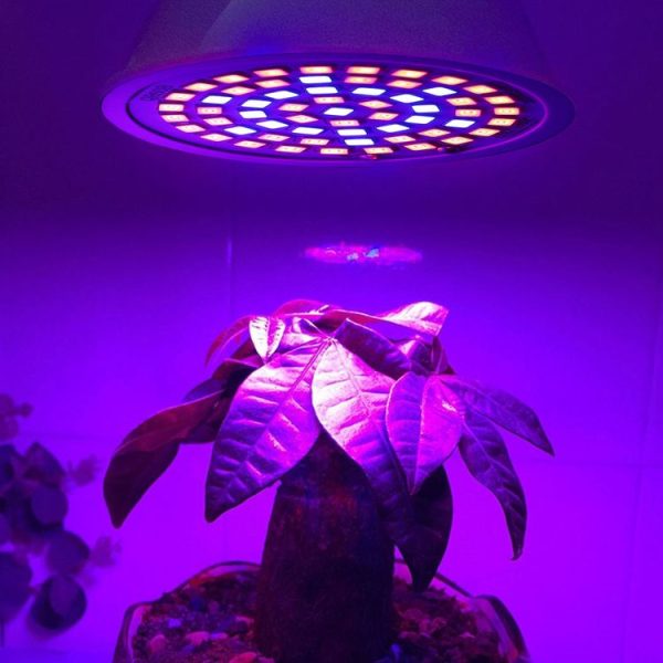 E14 20W 60 LEDs Plant Growth LED Bulb - Image 5