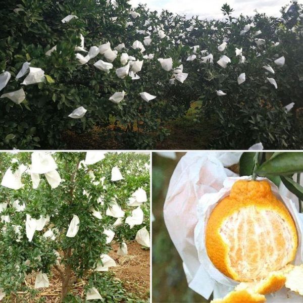100pcs Fruit Protective Bag Waterproof Orange Packaging Bag Paper Bag, Specification: 15x18cm - Image 3