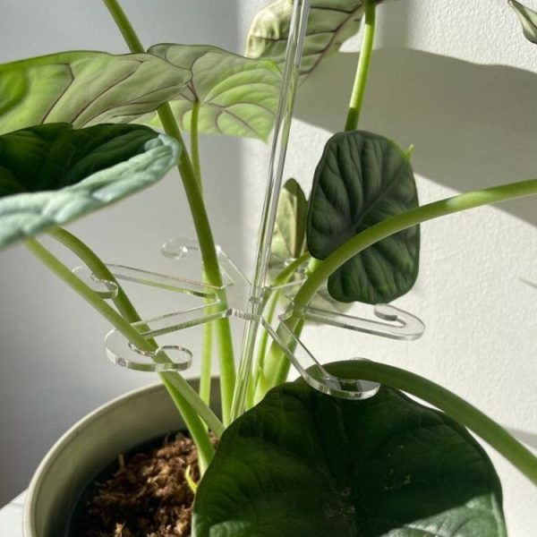 YX106 Acrylic Plant Growth Support Bracket (Small) - Image 6