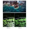 DJI Neo STARTRC Drone Lens Filter, Lens: 3 in 1 ND8 / 16 / 32 - Image 4