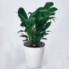Lazy Flower Pots Automatic Water-absorbing Hydroponic Potted Plants Circular Resin Plastic Flower Pots Double-layer Design Self Watering Planter, Diameter: 11cm, Height: 10.3cm (White)