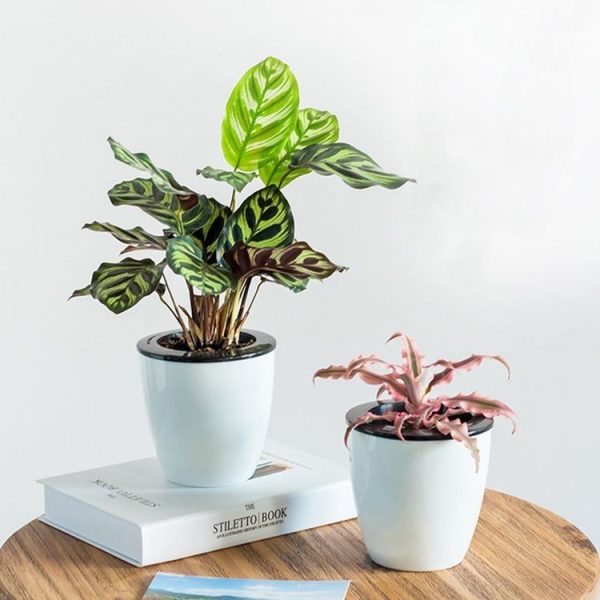 Lazy Flower Pots Automatic Water-absorbing Hydroponic Potted Plants Circular Resin Plastic Flower Pots Double-layer Design Self Watering Planter, Diameter: 11cm, Height: 10.3cm (White) - Image 11