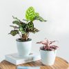 Lazy Flower Pots Automatic Water-absorbing Hydroponic Potted Plants Circular Resin Plastic Flower Pots Double-layer Design Self Watering Planter, Diameter: 13cm, Height: 13.7cm (White) - Image 11