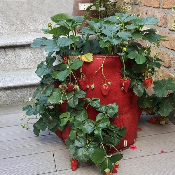 6 Pockets 26L / 7 Gallon Non-woven Felt Strawberry Planting Bag, Size: 30X35cm (Black) - Image 6