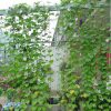 Plants Climb Rattan Frame Adornment Flower Rack Flowers Plants Craft Hanging Decor Gardening Net, Size: 1.8 x 2.7m - Image 5