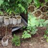 100pcs / Pack Nursery Pots Seedling-Raising Bags Environmental Non-woven Nursery Bags - Image 6