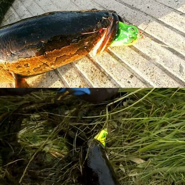 HENGJIA 5 PCS Soft Baits Water-hit Fishing Lures Ray Frog Baits with Plastic Box - Image 6
