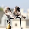 Simulation Sparrow Simulation Feather Foam Bird Horticultural Decoration Random Color Delivery - Image 5