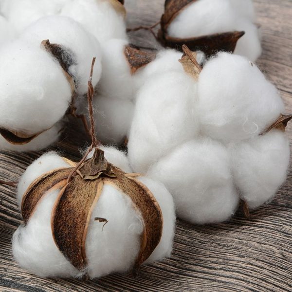 10 PCS Natural Cotton Balls Dry Flower Plants Party Birthday Hotel Courtyard Decoration (Light Pink) - Image 4