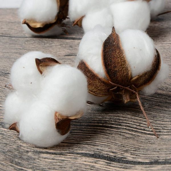 10 PCS Natural Cotton Balls Dry Flower Plants Party Birthday Hotel Courtyard Decoration (Light Pink) - Image 5