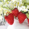 3 Branches Simulation Strawberry Branch Home Decoration DIY Flower Arrangement Material (2 Head Large Strawberries) - Image 6