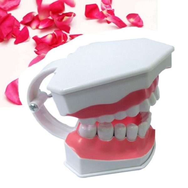 Oral Care Dental Model Children Early Education Brushing Demonstration Kindergarten Teaching Aids - Image 2