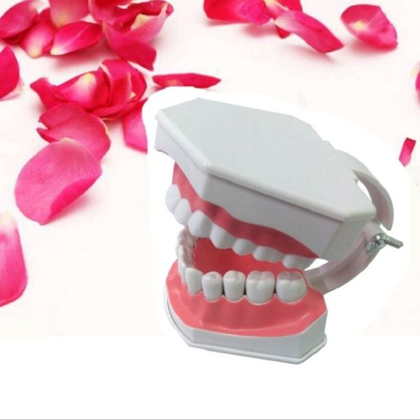 Oral Care Dental Model Children Early Education Brushing Demonstration Kindergarten Teaching Aids - Image 3