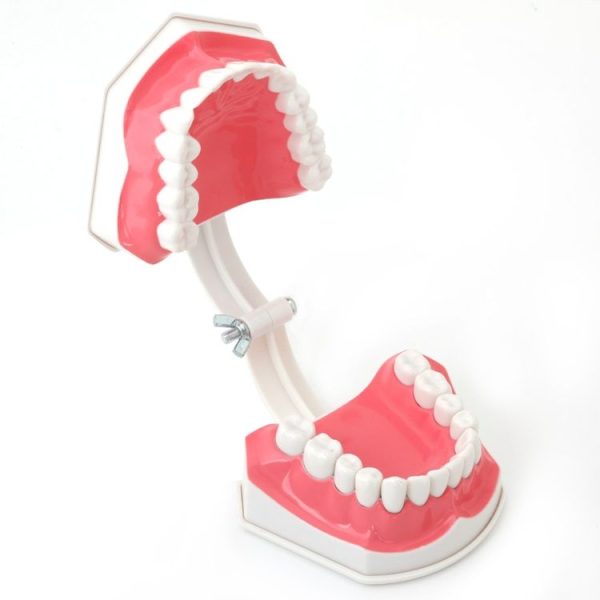 Oral Care Dental Model Children Early Education Brushing Demonstration Kindergarten Teaching Aids - Image 4