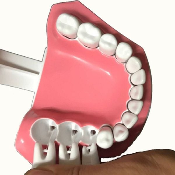 Oral Care Dental Model Children Early Education Brushing Demonstration Kindergarten Teaching Aids - Image 5