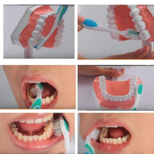 Oral Care Dental Model Children Early Education Brushing Demonstration Kindergarten Teaching Aids - Image 6