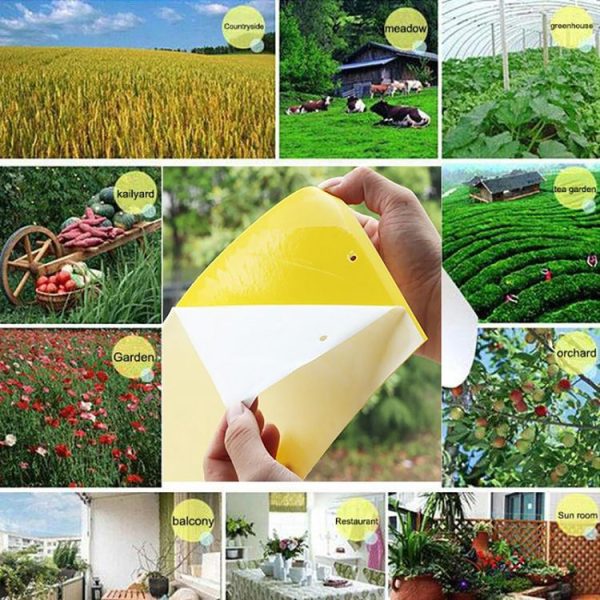 Double-sided Stick Insect Board Yellow Board Melon Fruit Fly Trap Board - Image 5