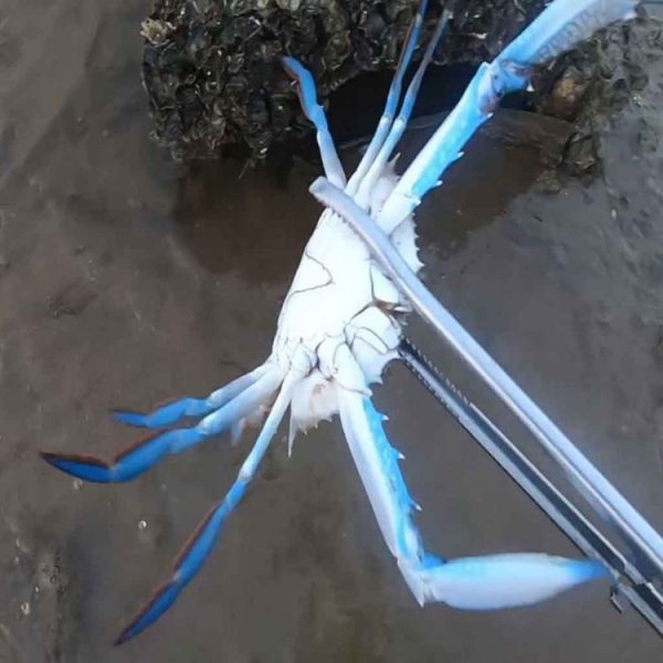 Crab Tongs Loach Tongs Sea Tool, Model: 53cm Curved Clip - Image 8