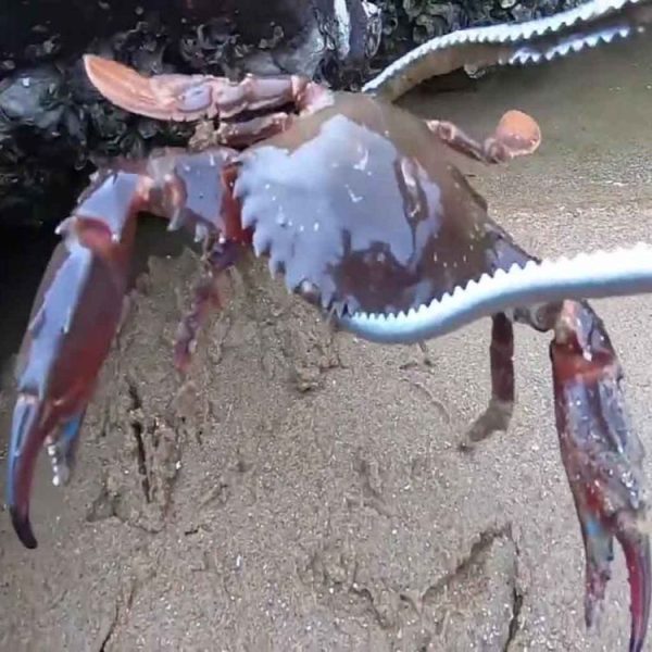 Crab Tongs Loach Tongs Sea Tool, Model: 53cm Curved Clip - Image 9