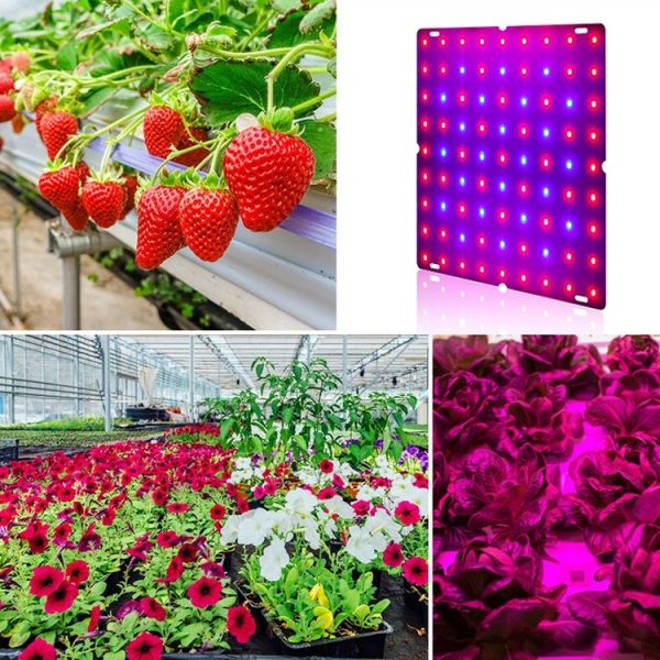 LED Plant Growth Lamp Red Blue Spectrum Flower Fill Light Planting Lamp Room Quantum Plate Plant Light, Power: 81 Beads EU Plug - Image 7
