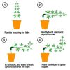 15 PCS HF-09 Plant Bending Control Growth Training Clip Garden Decoration (Green) - Image 5
