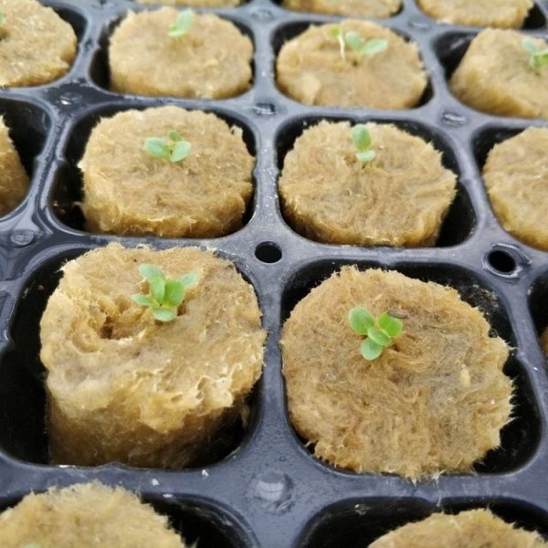 27x20mm Agricultural Hydroponic Seedling Sowing Rock Wool Plug (50pcs) - Image 6