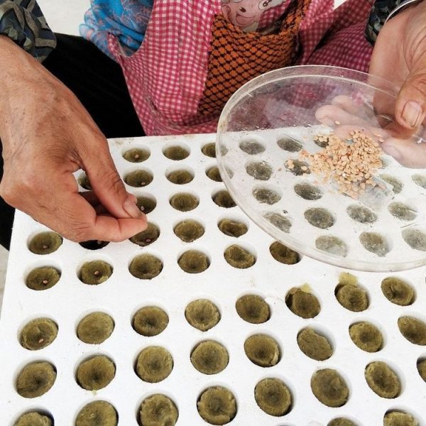 27x20mm Agricultural Hydroponic Seedling Sowing Rock Wool Plug (50pcs) - Image 7