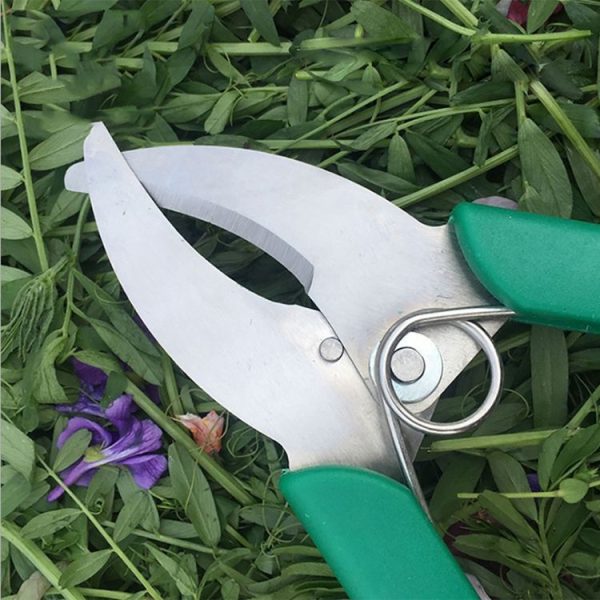 Fruit Tree Cutting Shears Seedling Stripping Scissors Garden Planting Branch Bark Cutter (Green) - Image 4