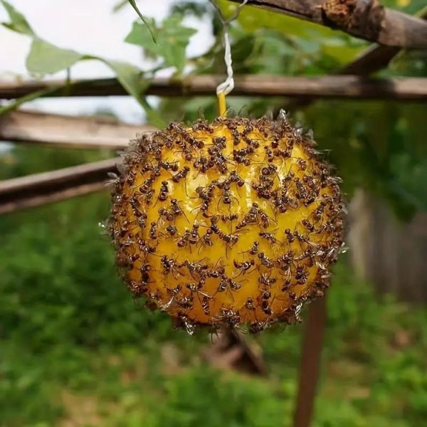 Outdoor Fruit Fly Mosquito Citrus Trap Sticky Ball - Image 5