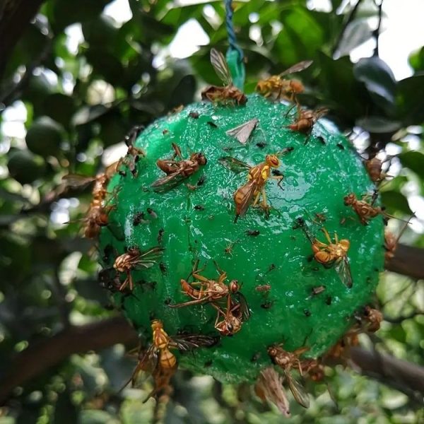 Outdoor Fruit Fly Mosquito Citrus Trap Sticky Ball (Green) - Image 6