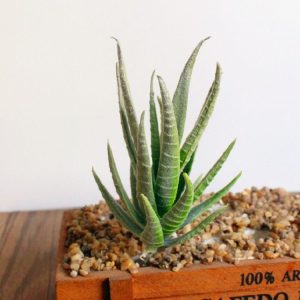 Artificial Mini Aloe Plastic Plants Craft Floristry Landscape Garden Family Office Decoration (Flocking Green Yellow Tip)