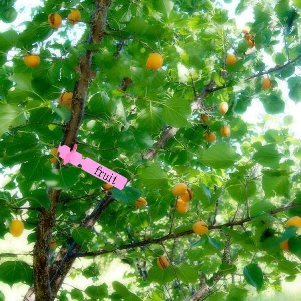 100 PCS Gardening Plant Sapling Seed Hanging Tree Label (White) - Image 4