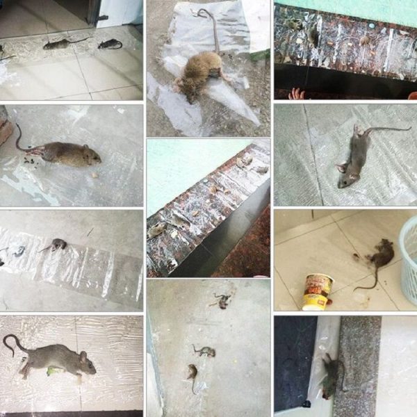 Anti-rodent Strong Sticky Board Transparent Sticky Mouse with Mousetrap Glue - Image 5