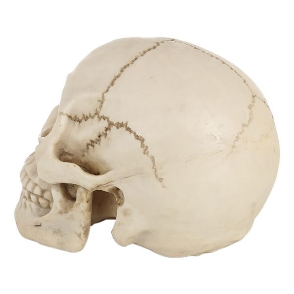 S Hm 0015 5.jpg
