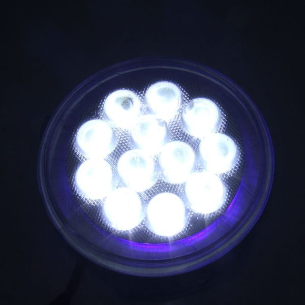 Mota1170 6.jpg