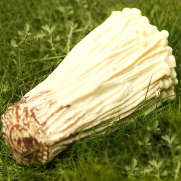 S Nt 0271 6.jpg