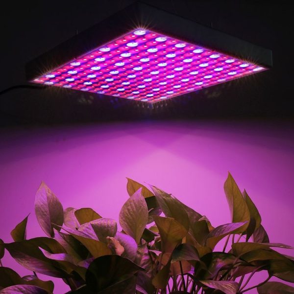 Led0469 1.jpg