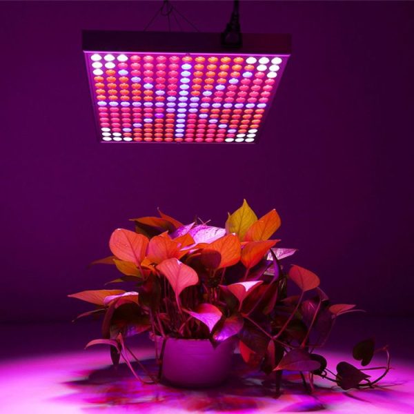 Led6175 1.jpg