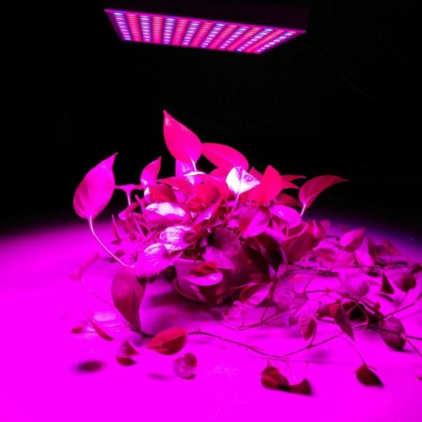 Led6175 12.jpg